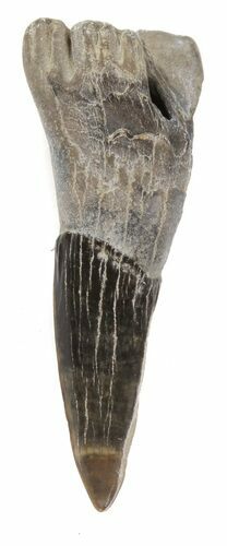 Cretaceous Sawfish (Ischyrhiza) Barb - Texas #42310